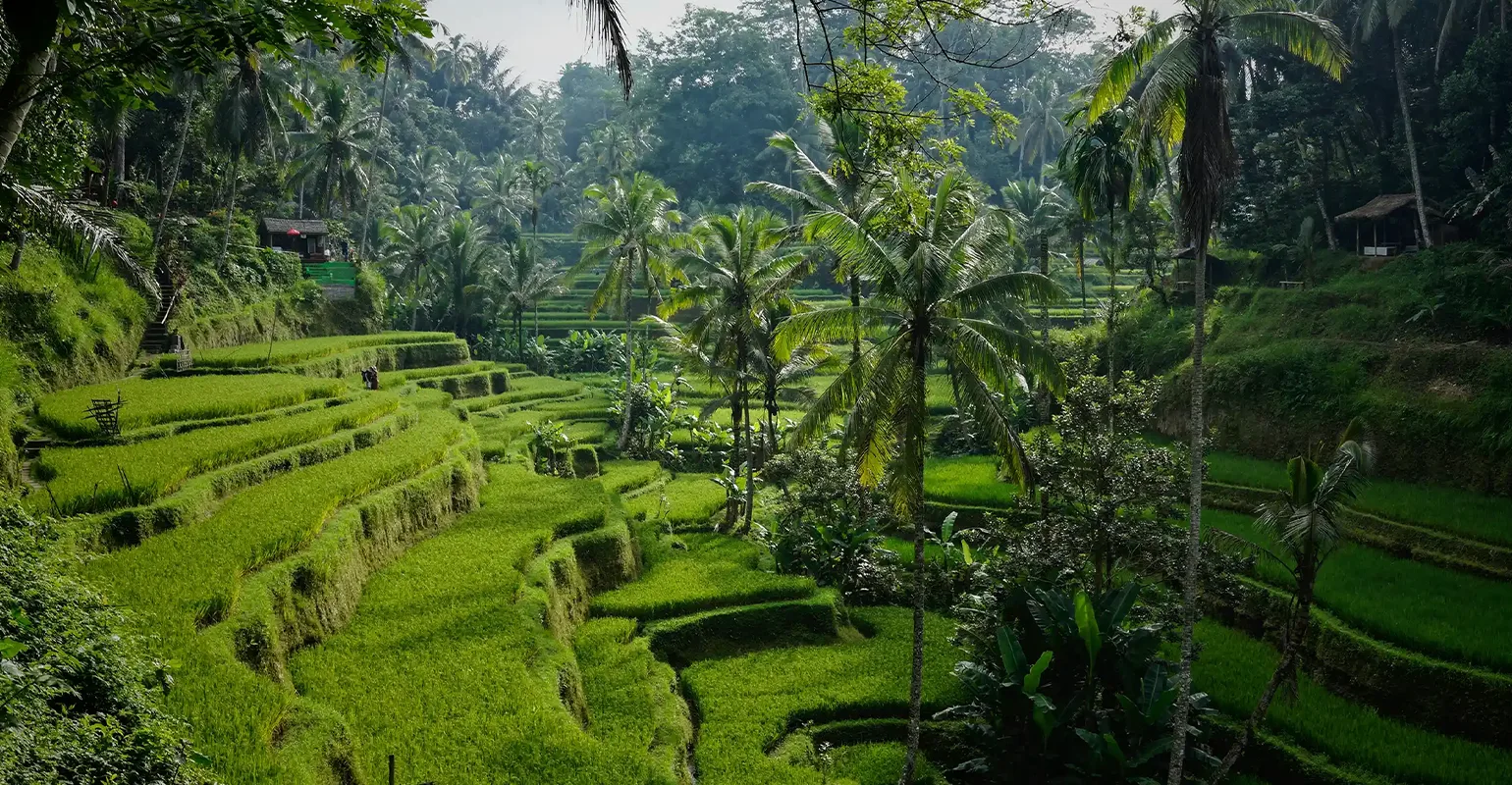 Tegalalang Rice Terrace 2