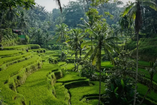 Tegalalang Rice Terrace 2