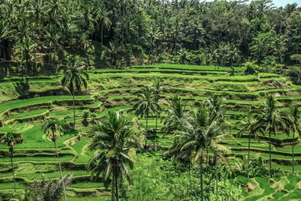 Tegallalang Rice Terrace